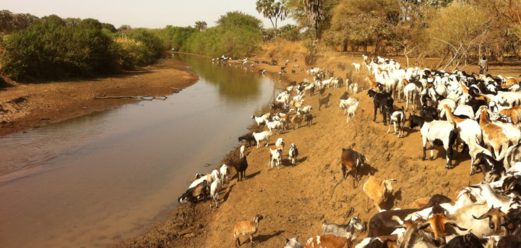 Genetic resources biodiversity animal production 2 @FUB - Peter-Henning Clausen